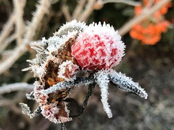 Close-up of snow on flower