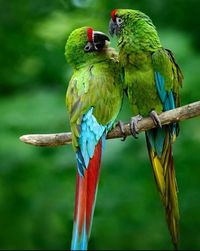 Close-up of bird perching on branch