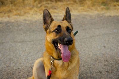 Close-up portrait of a dog
