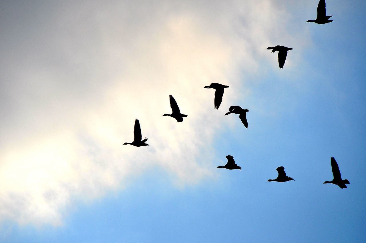 Birds silhouette