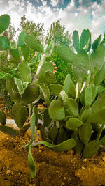 Close-up of succulent plant on field against sky