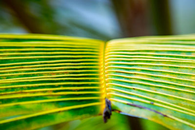 Close-up of yellow leaves