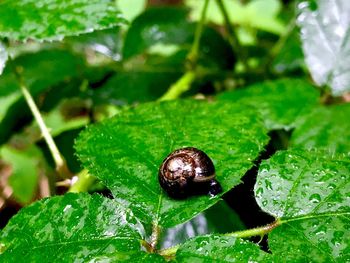 Close-up of raindrops on leaf
