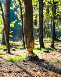 Trees in forest