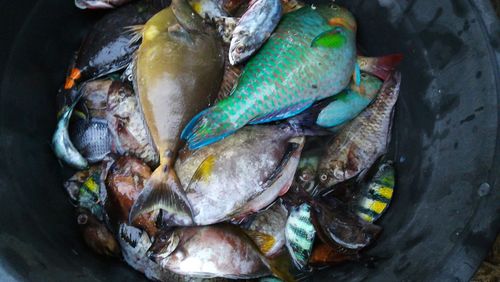 High angle view of fish in container