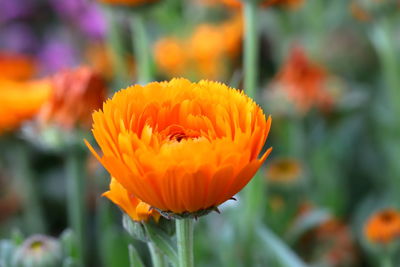 Close-up of orange marigold flower