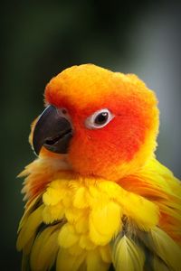 Close-up of parrot