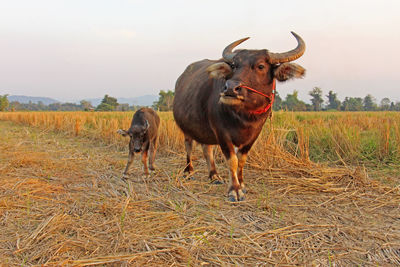 Horse standing in field