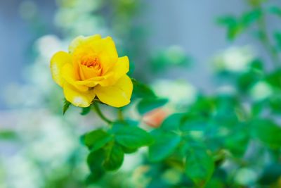 Close-up of yellow flower