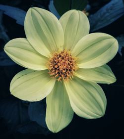 Close-up of white flower