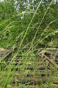 Full frame shot of bamboo trees