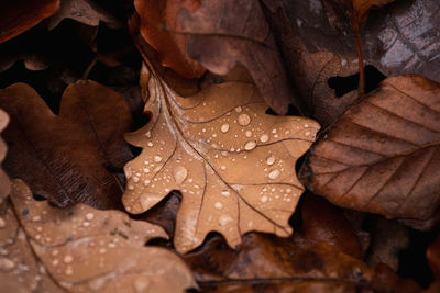 Close-up of dry leaves