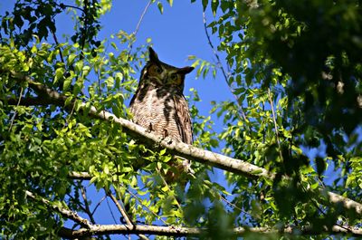 Low angle view of bird perching on branch