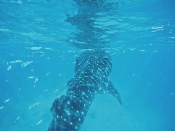 Fish swimming in sea