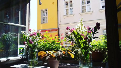 Potted plants against building