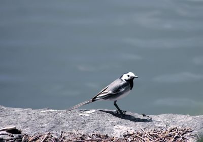 Seagull perching on rock