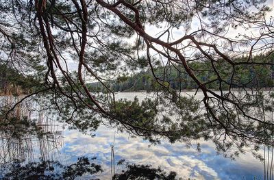 Low angle view of trees against sky