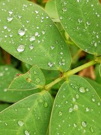 Close-up of raindrops on leaves