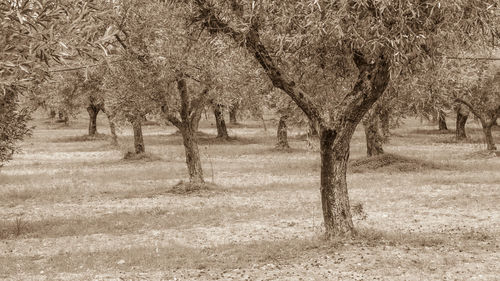 Trees on field