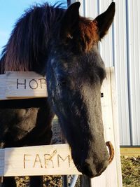 Close-up of horse against sky