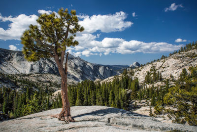 Scenic view of pine trees against sky