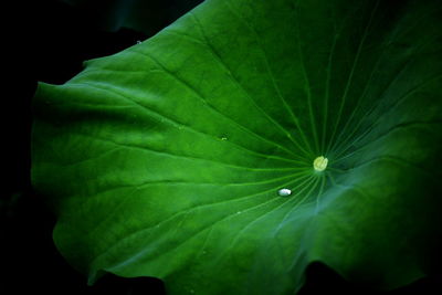 Close-up of water drops on leaf