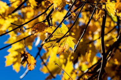 Close-up of yellow maple leaves on branch