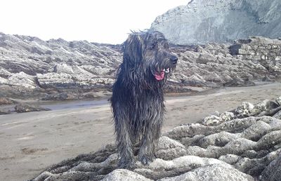 Dog on rock at beach against sky