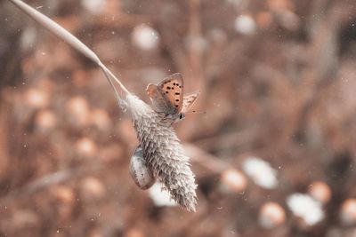 Close up of a little butterfly