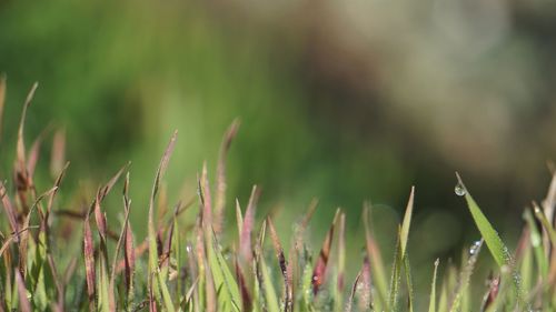 Close-up of grass