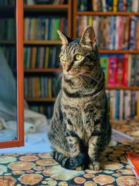 Cat sitting on floor at home