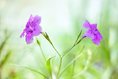 Close-up of pink flowering plant