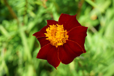 Close-up of red flower