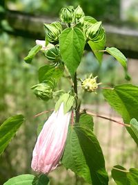 Close-up of flower blooming outdoors