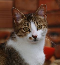 Close-up portrait of tabby cat