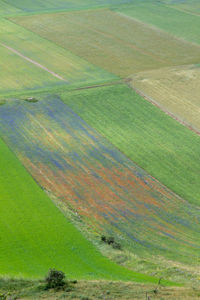 Scenic view of agricultural field