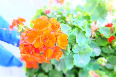 Close-up of orange flowers blooming outdoors