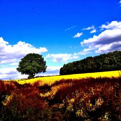 Scenic view of field against sky