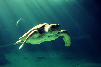 Fish swimming in sea