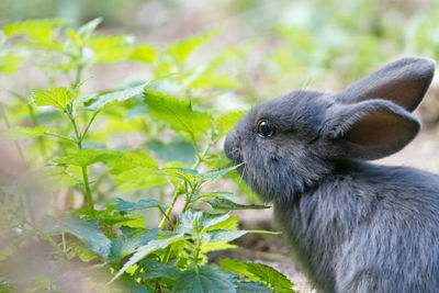 Eating rabbit