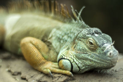 Close-up of iguana