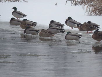 Flock of birds in lake during winter