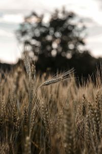 Close-up of stalks in field