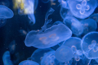 Jellyfish swimming in sea