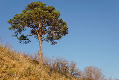 Low angle view of trees against clear blue sky