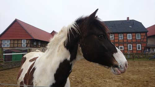 Close-up of a horse in field