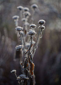 Close-up of frozen plant