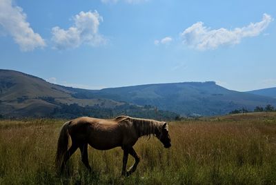 Horse grazing on field against sky