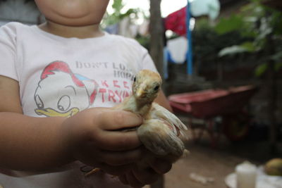 Close-up of hand holding bird