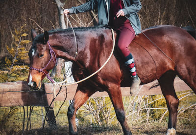 Low section of horse standing on field